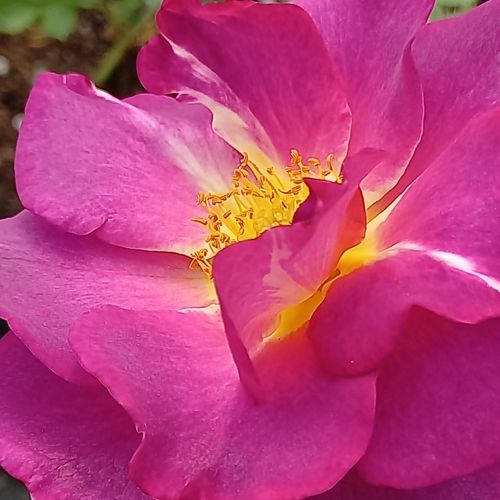 Online rózsa vásárlás - Rózsaszín - virágágyi floribunda rózsa - intenzív illatú rózsa - Rosa Blauwestad™ - Interplant - Különleges virágszínű, kissé fodros virágai csokrokban díszítenek.